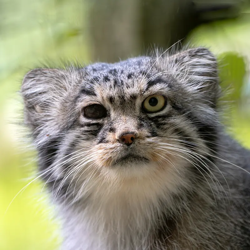 オペル動物園のマヌルネコのバトゥ