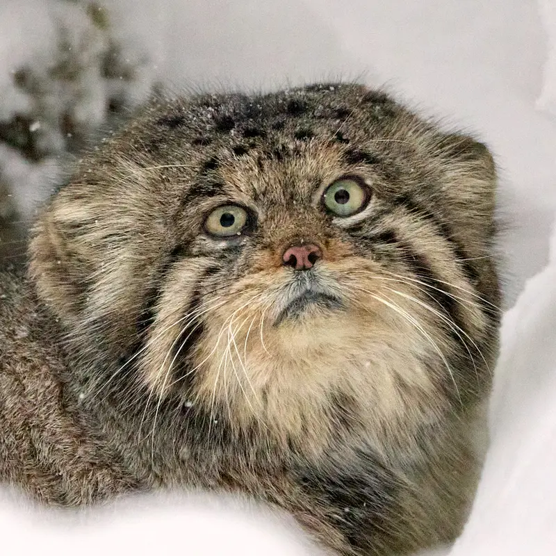 希少動物繁殖センターのマヌルネコのイノケンティ
