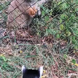 マノの写真