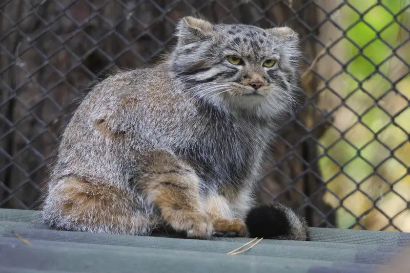 ノヴォシビルスク動物園のマヌルネコの写真