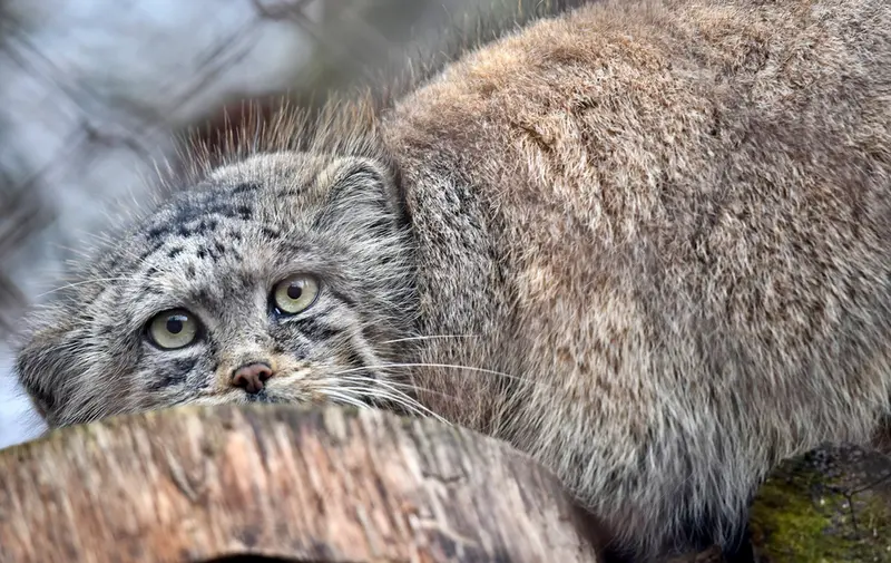 ブルノ動物園のローザの写真