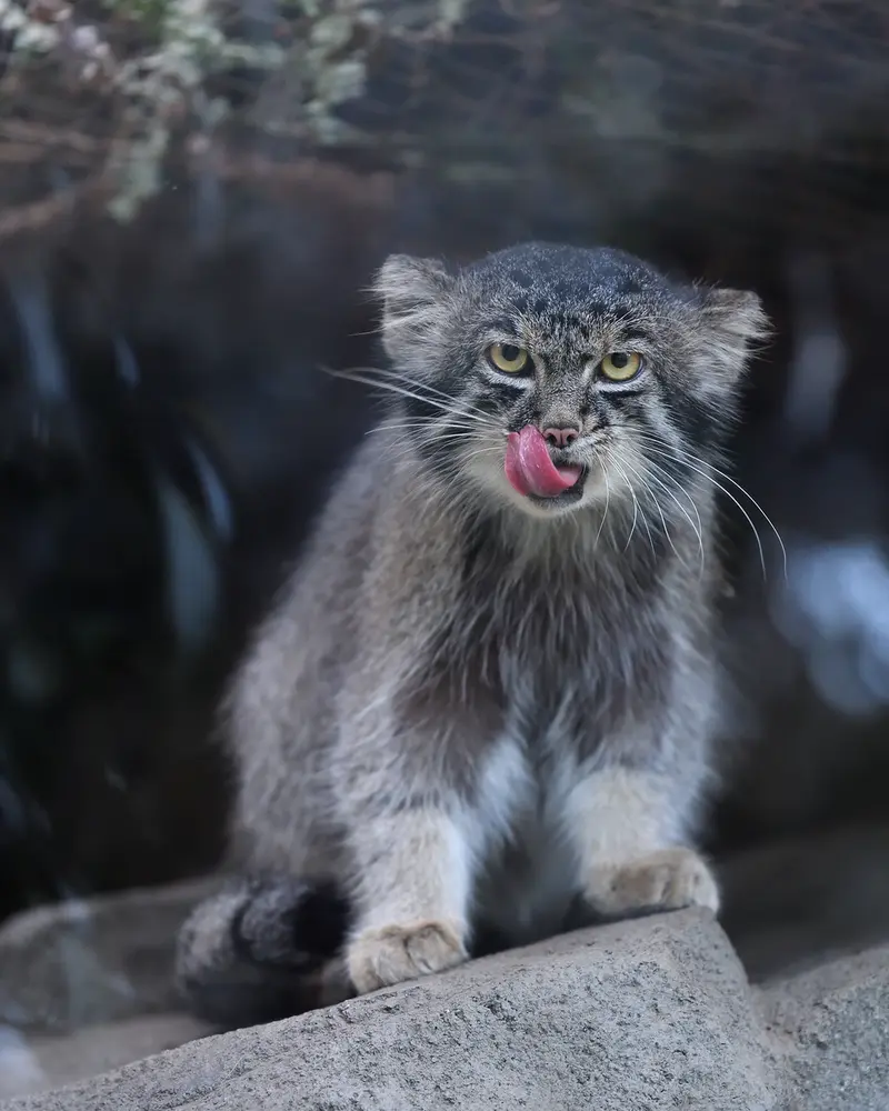 神戸どうぶつ王国のナルの写真