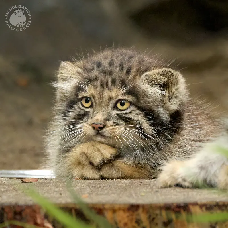 ノヴォシビルスク動物園のアッケムの写真