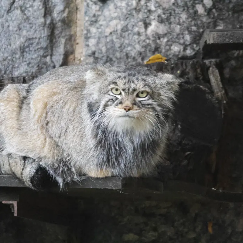 モスクワ動物園のティモフェイの写真
