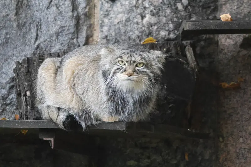 モスクワ動物園のティモフェイの写真