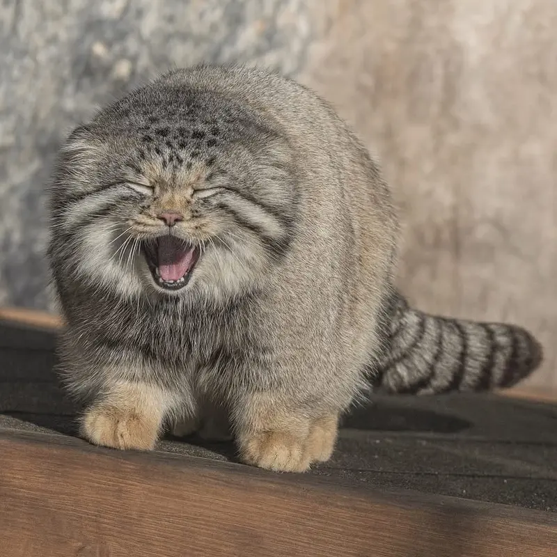 マヌルネコの写真