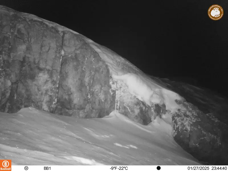 アクタス＝クンコラ［新］カメラトラップで撮影したOtocolobus manul manulの写真