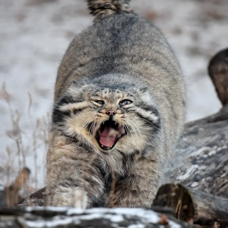 モスクワ動物園のヴァディムの写真