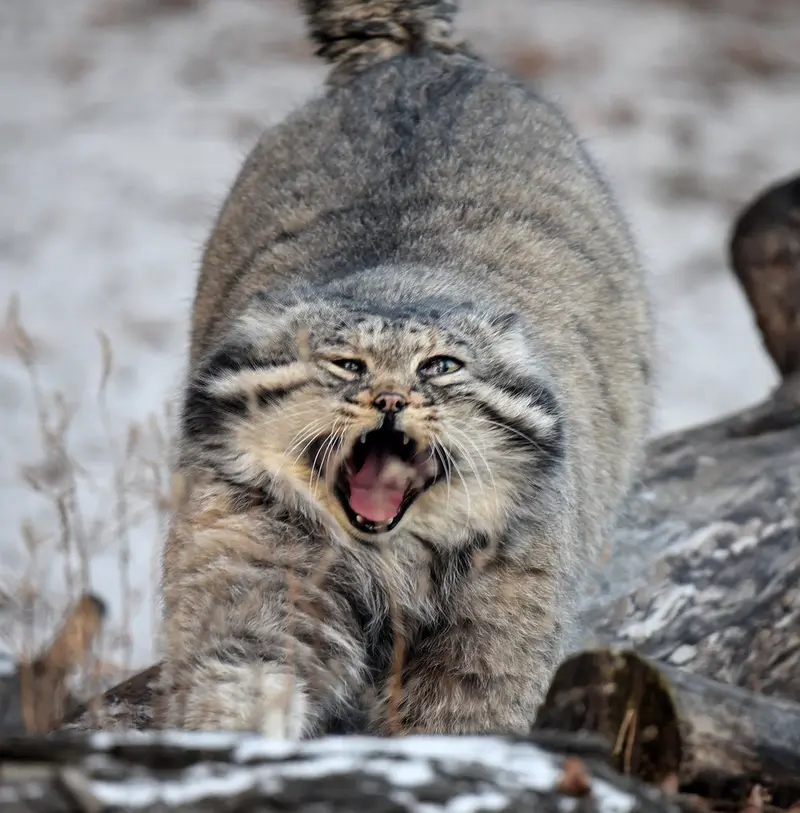 モスクワ動物園のヴァディムの写真