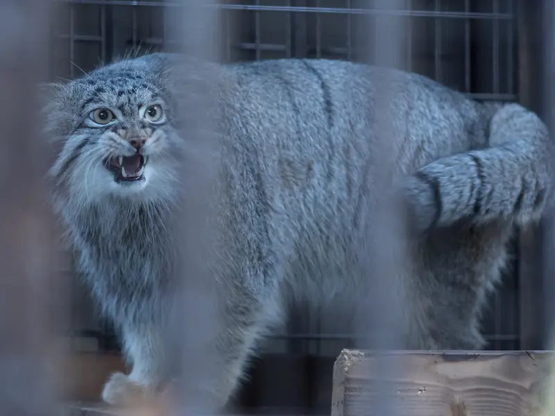 野毛山動物園のフィーガの写真