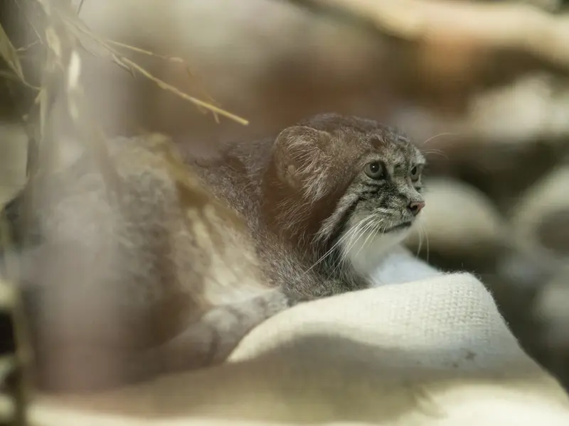 恩賜上野動物園のクリョンの写真