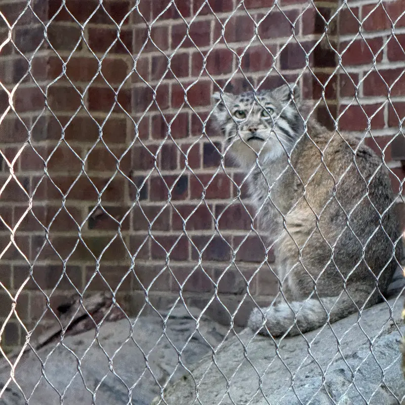 プロスペクト・パーク動物園のバトゥの写真