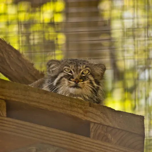 ザールブリュッケン動物園のカール・ハインツの写真