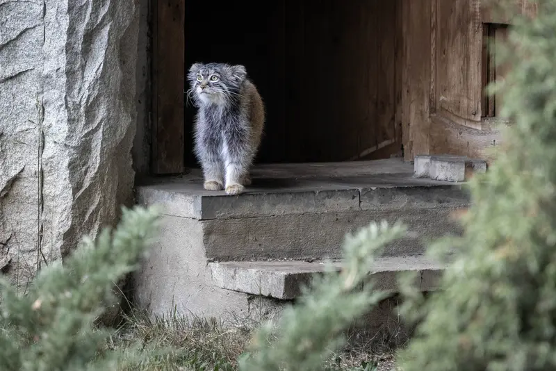 モスクワ動物園のティモフェイの写真