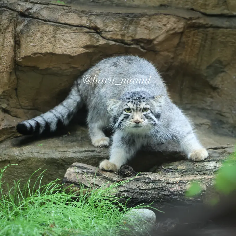 那須どうぶつ王国のナゴムの写真