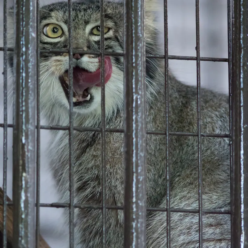 野毛山動物園のフィーガの写真