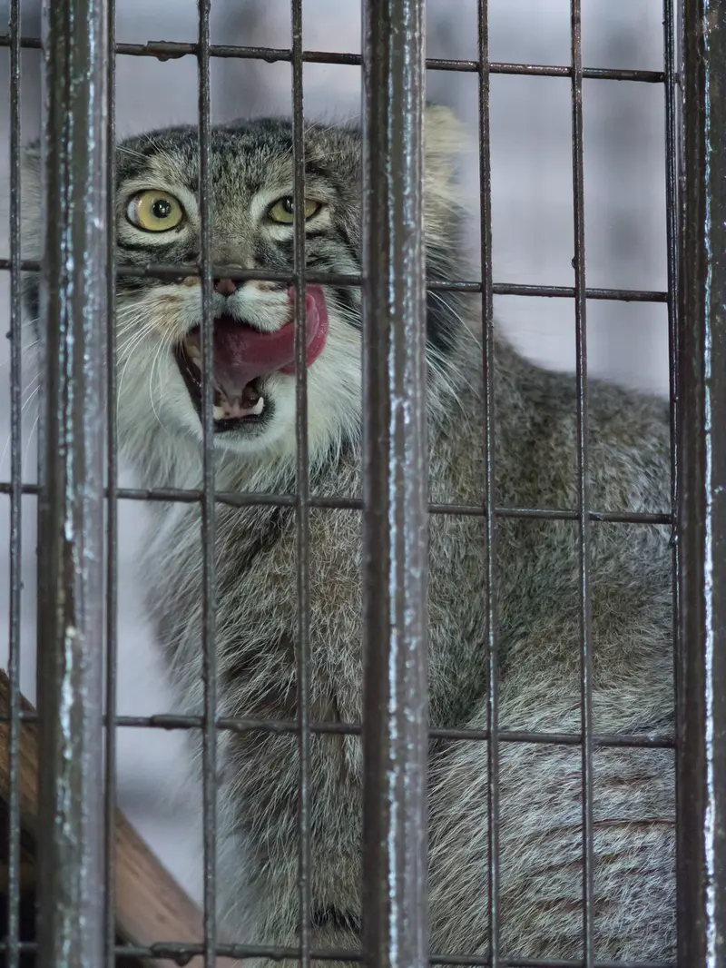 野毛山動物園のフィーガの写真