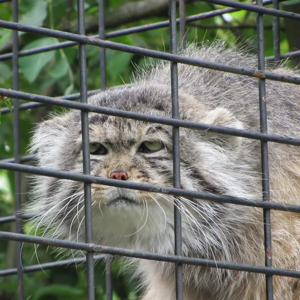 マクデブルク動物園のジョナサンの写真