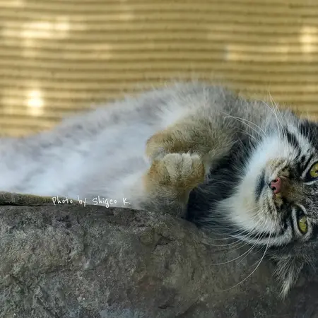 旭山動物園のグルーシャの写真