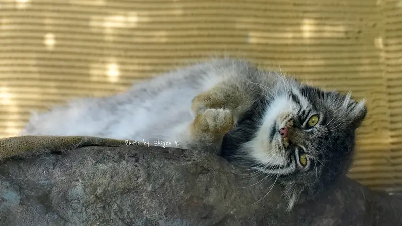 旭山動物園のグルーシャの写真