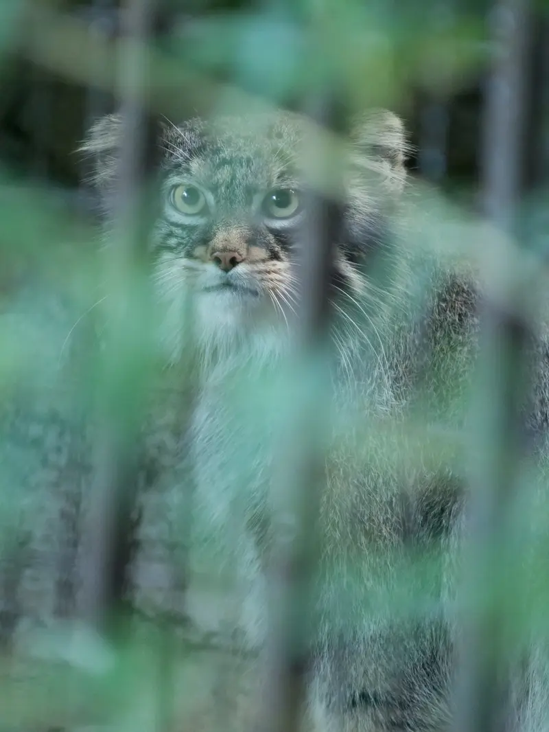 野毛山動物園のフィーガの写真