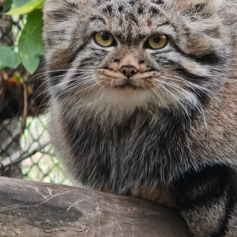 ノヴォシビルスク動物園のマヌルネコの写真