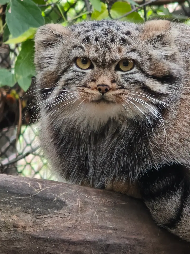 ノヴォシビルスク動物園のマヌルネコの写真