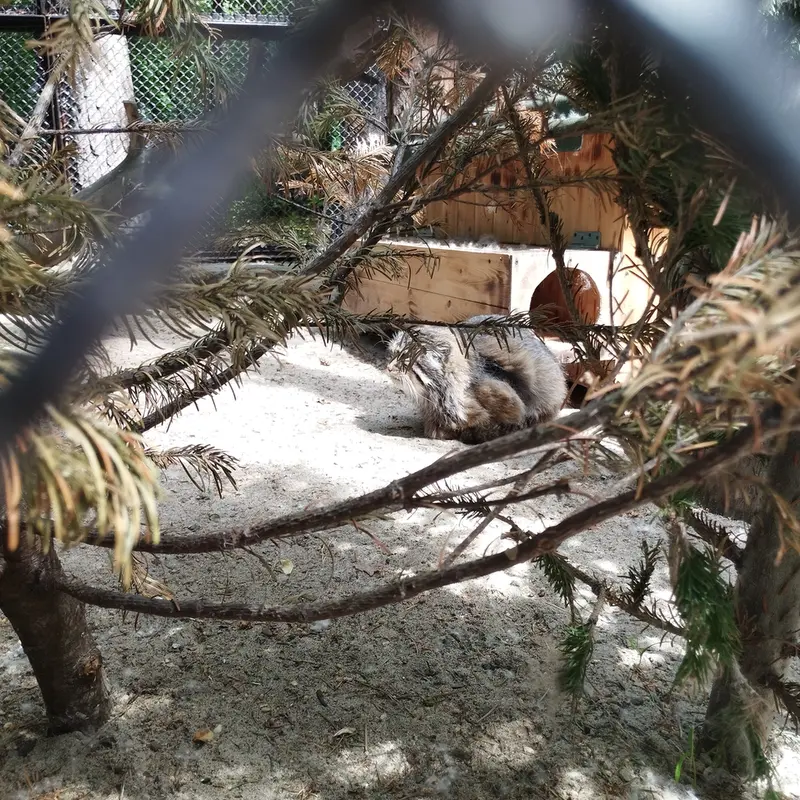 ノヴォシビルスク動物園のゼレノゴルスクの写真