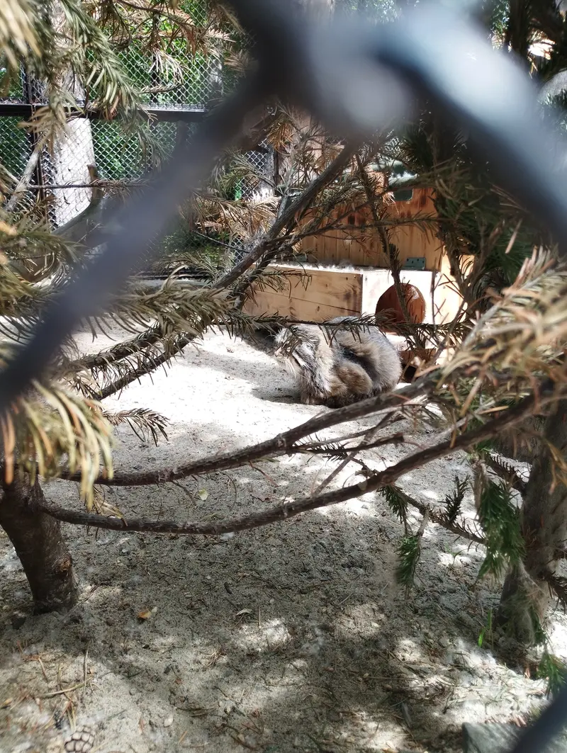 ノヴォシビルスク動物園のゼレノゴルスクの写真