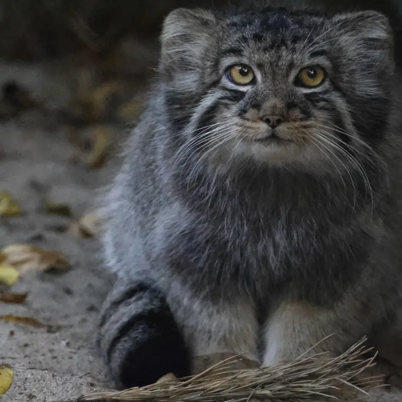 ノヴォシビルスク動物園のイヴの子（2026年生まれ）Ⅲの写真