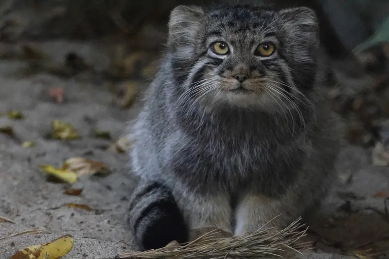 ノヴォシビルスク動物園のマヌルネコの写真