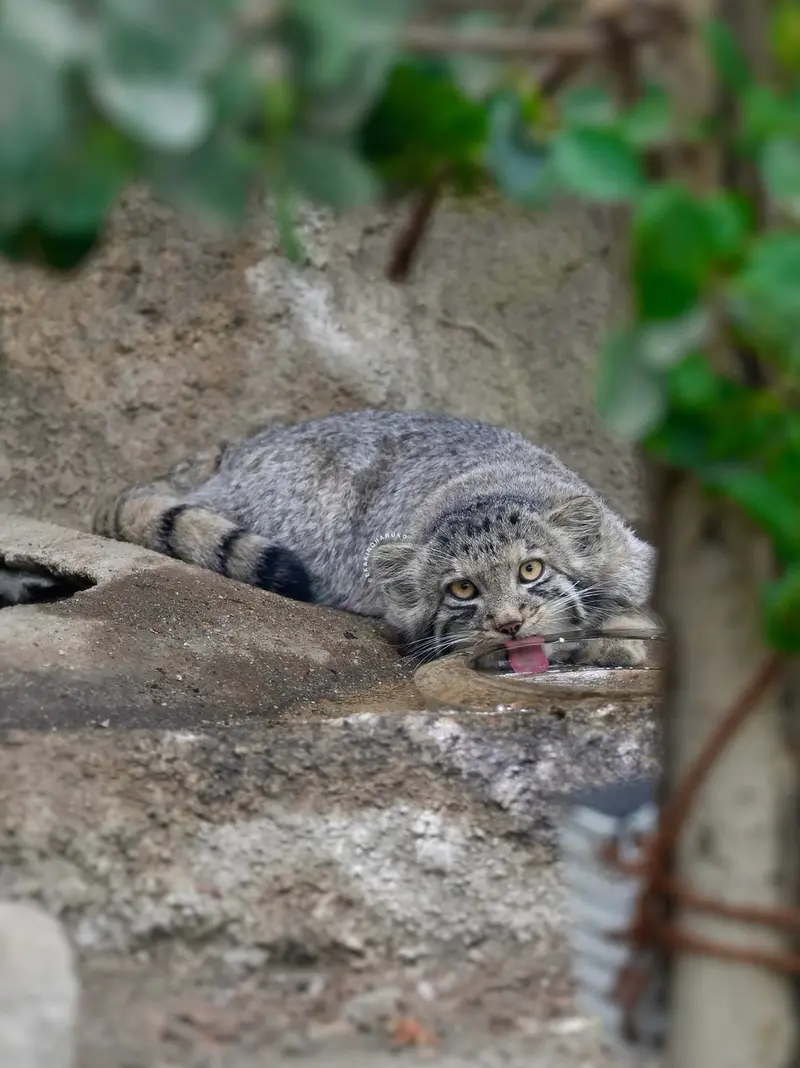 神戸どうぶつ王国のサンの写真