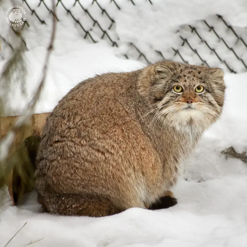 ノヴォシビルスク動物園のミアの写真