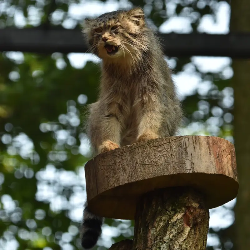 グダニスク動物園のマヌエルの写真
