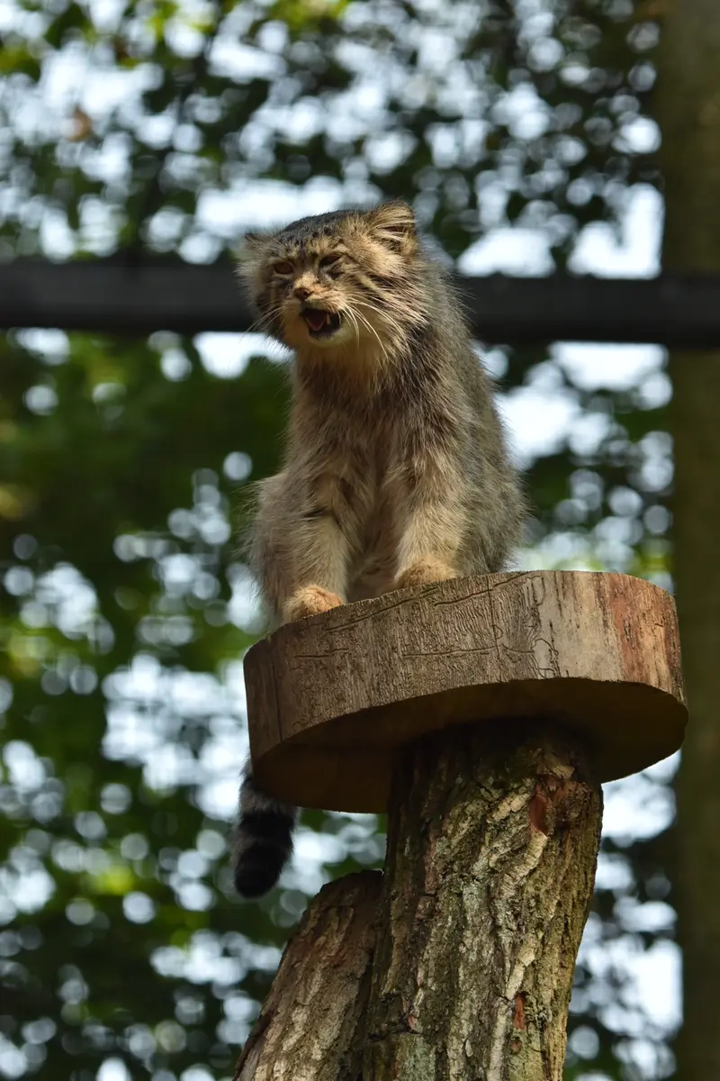 グダニスク動物園のマヌエルの写真