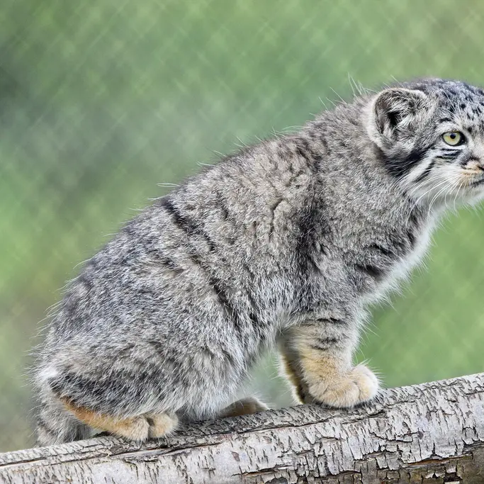ポート・リムプネ・ワイルド・アニマル・パークのナムーの子猫 b. 2026 Ⅱの写真