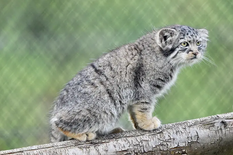 ポート・リムプネ・ワイルド・アニマル・パークのナムーの子猫 b. 2026 Ⅱの写真
