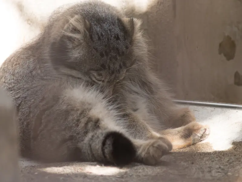 野毛山動物園のフィーガの写真