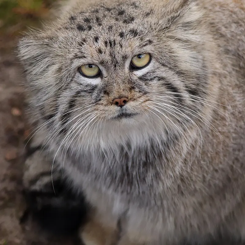 グダニスク動物園のマヌエルの写真