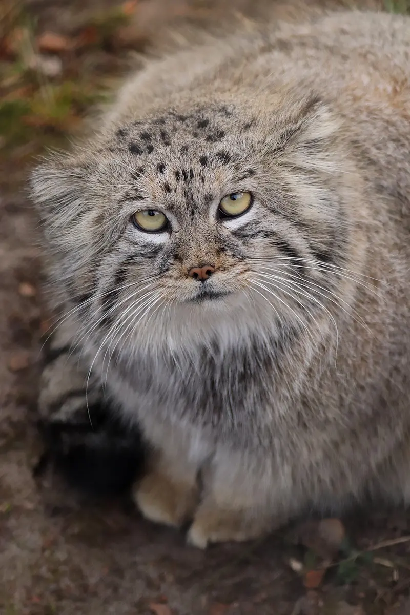 グダニスク動物園のマヌエルの写真