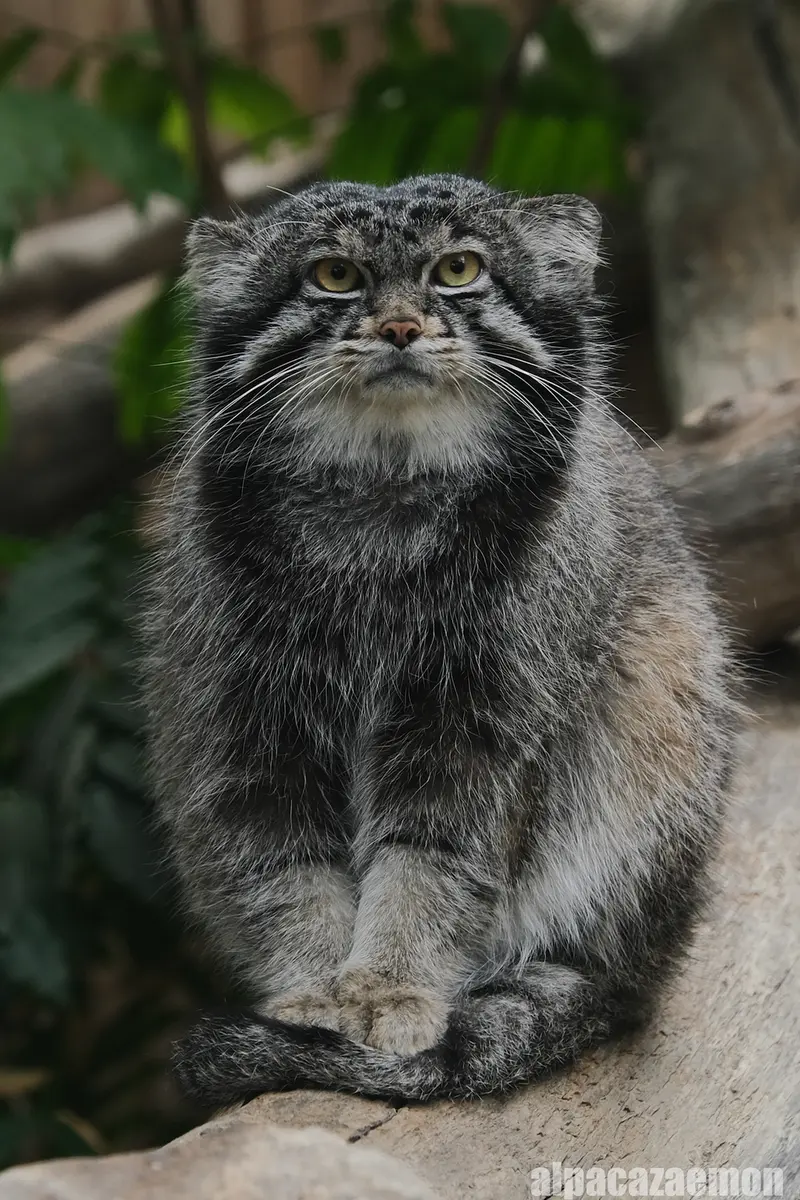 神戸どうぶつ王国のナルの写真