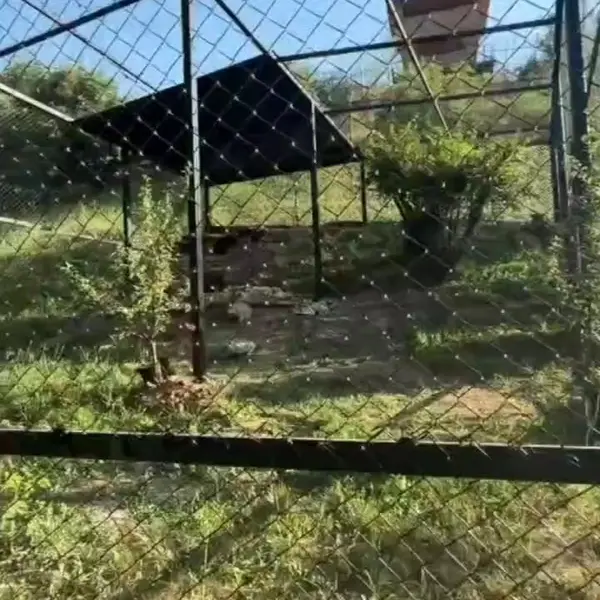 エレバン動物園のマヌルネコの写真