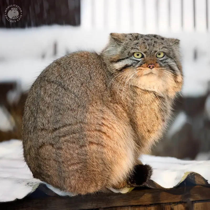 マヌルネコの写真