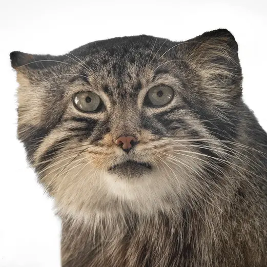 グレートプレーンズ動物園のマヌルネコの写真
