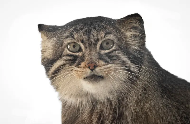グレートプレーンズ動物園のマヌルネコの写真
