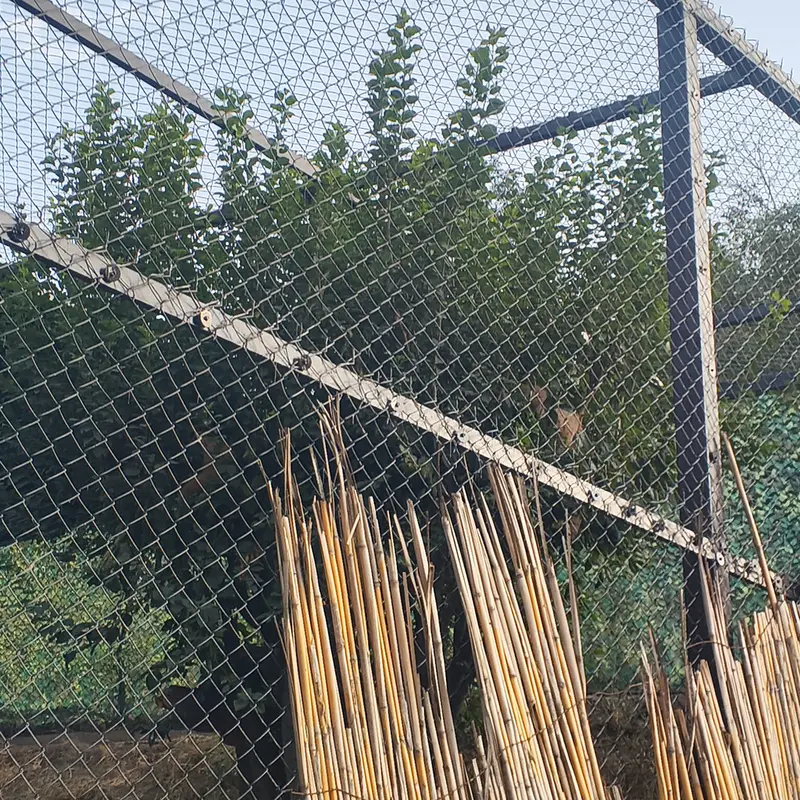 エレバン動物園のマノとナノの写真