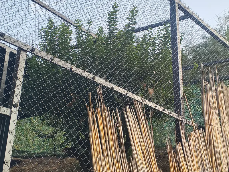 エレバン動物園のマノとナノの写真