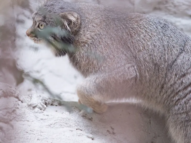 野毛山動物園のフィーガの写真