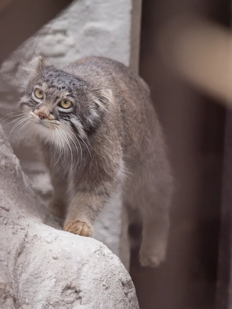 野毛山動物園のフィーガの写真