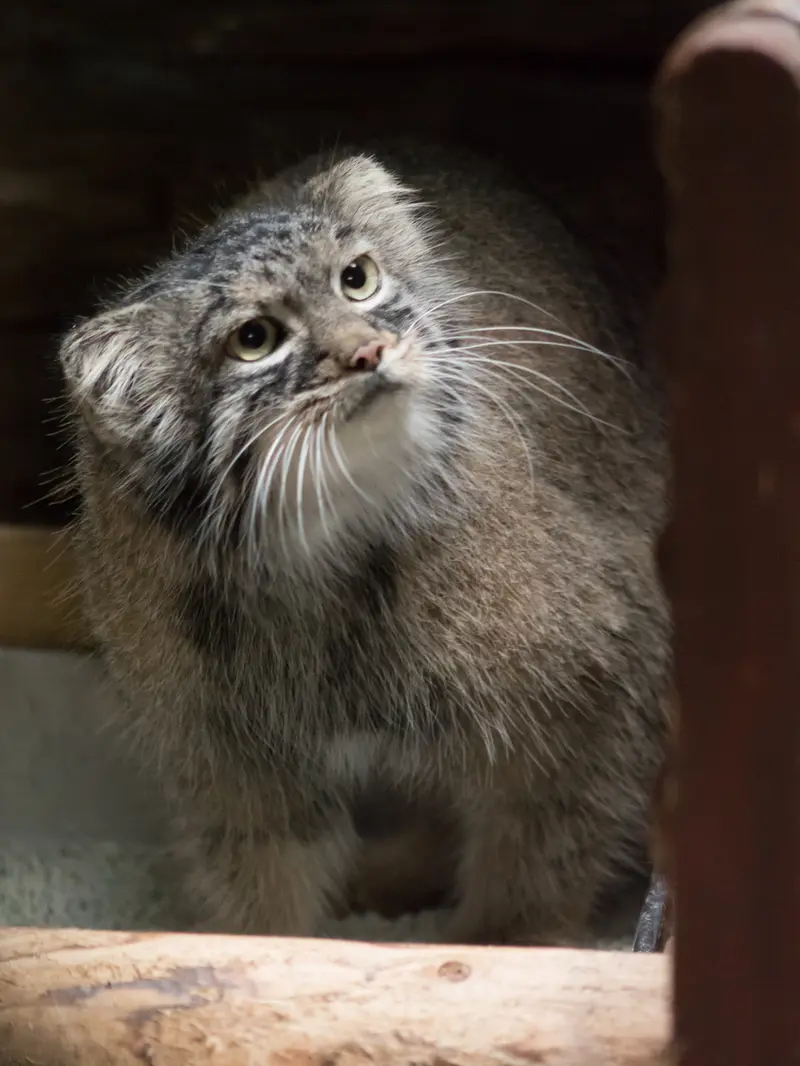 恩賜上野動物園のサフランの写真